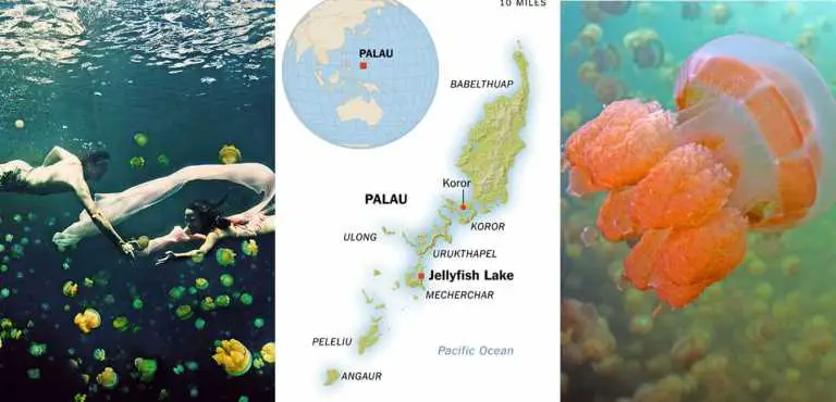 Lacul cu Meduze din Palau – o experienta spectaculoasa in adancuri