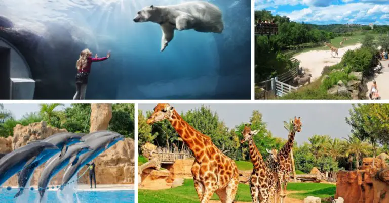 8 gradini zoologice ecologice in Europa. Adevarate parcuri in care animalele traiesc in habitate deschise