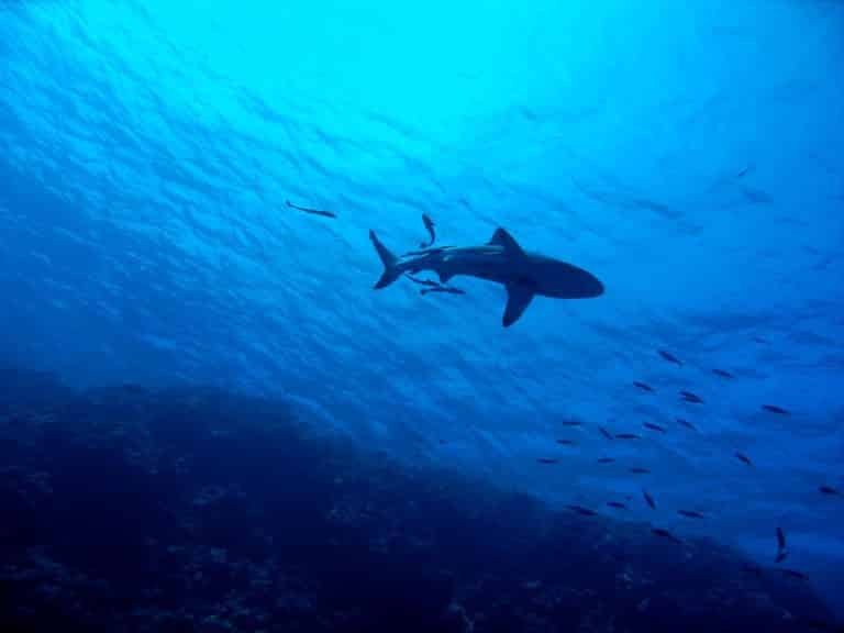 O turistă a fost atacată de un rechin într-o zonă turistică. Topul celor mai periculoase plaje