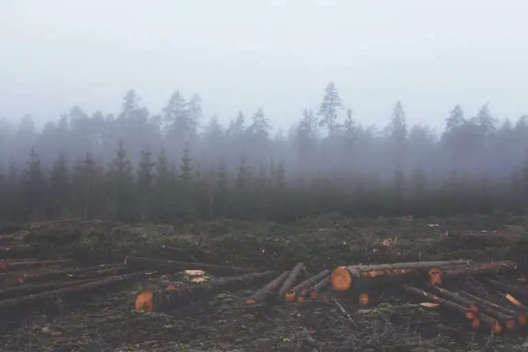 Presa germană: România distruge cele mai vechi păduri pe care le are Europa